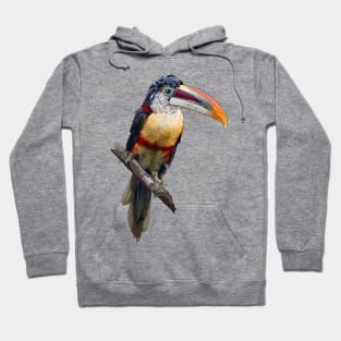 Curl-Crested Aracari Hoodie